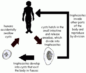 amoebiasis